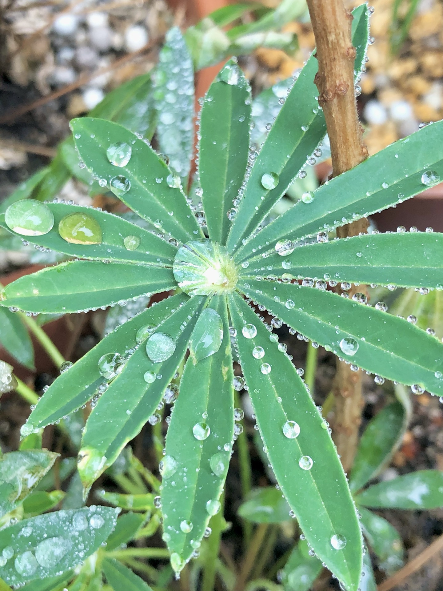 Morning Dew Japan