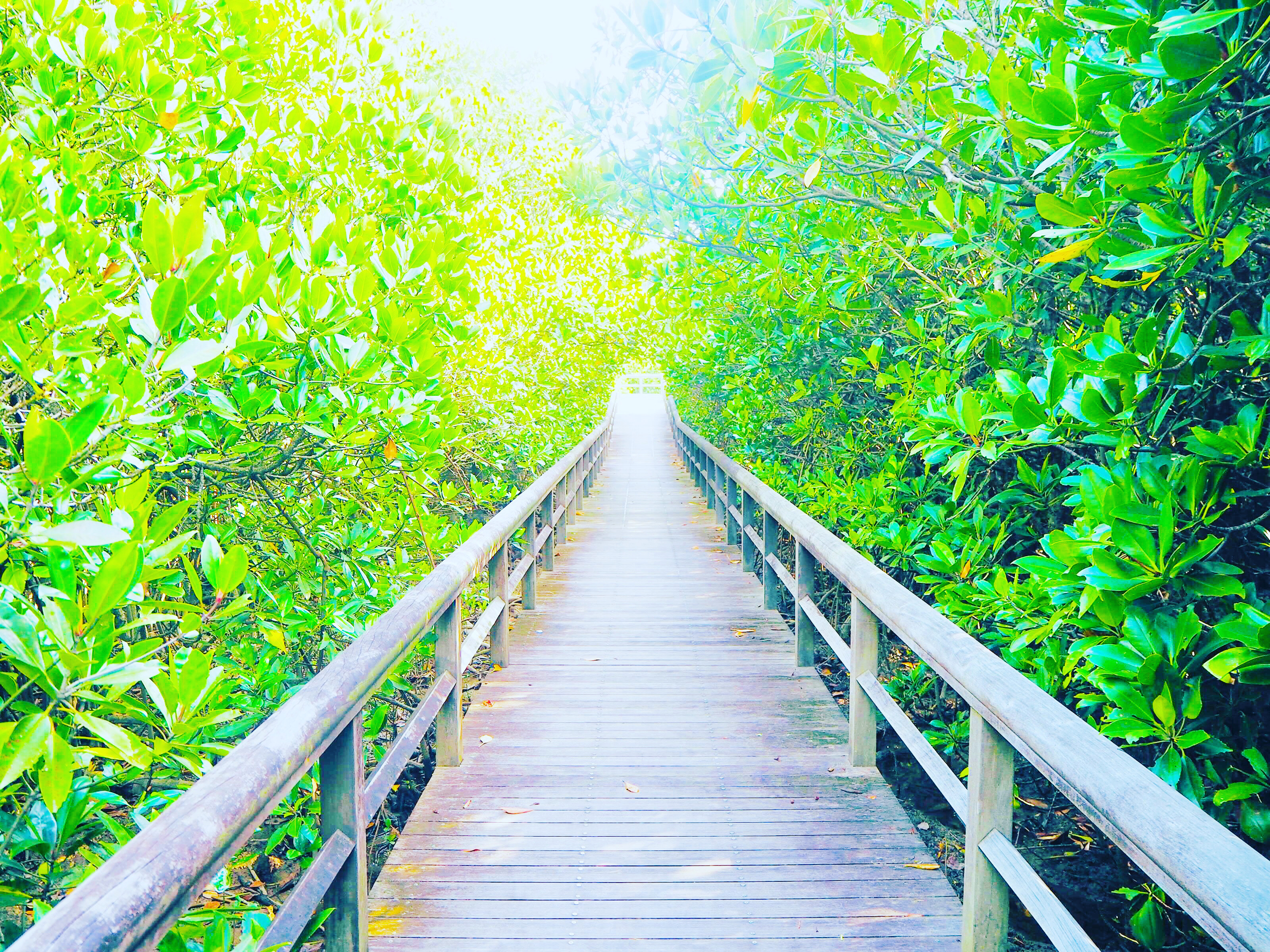 Mangrove Boardwalk Okinawa