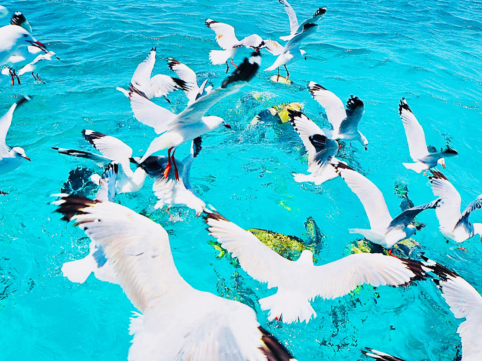 Green Island Australia
